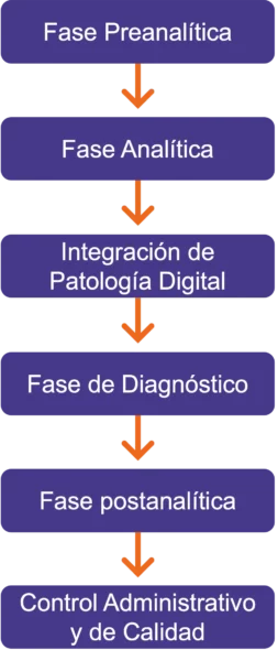 DB soft Atlas PATH workflow transparent